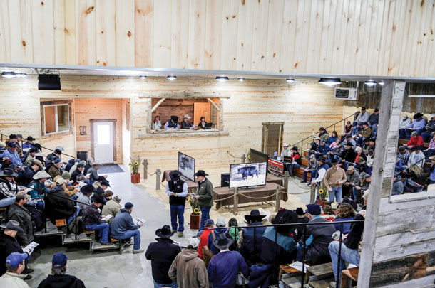 The mock sale ring shows big-screen TVs at Miller Angus