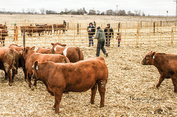 Potential buyers inspect the bulls in viewer pens at Hueftle Cattle Company.
