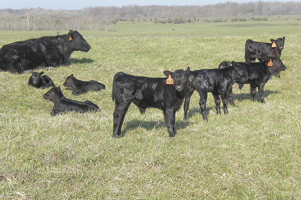 Young cows will produce smaller calves