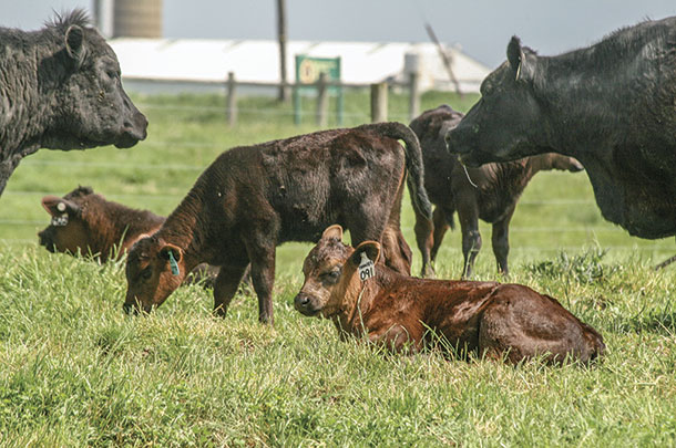 New calves graze grass at chippewa Valley Angus Farms in Pittman, Ohio