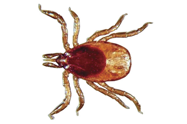 The deer tick, also know as the black-legged tick