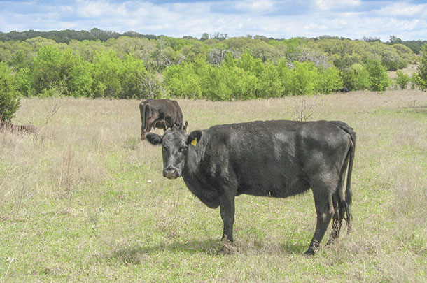 Tick infestatins are not noticeable on cattle in the pasture