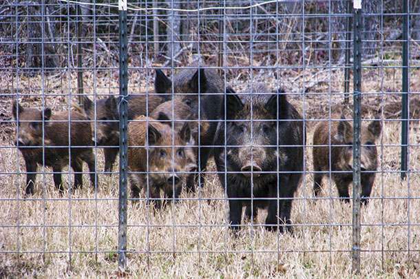 Trappings in large corrals of wild pigs