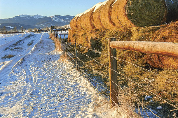 A conventional fence is an ineffective deterrent to elk