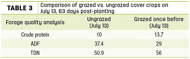 Comparison of grazed vs. ungrazed cover crops on July 13, 63 days post-planting