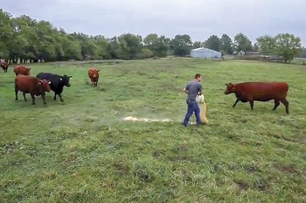 Matt lmbert feeds a group of Red Angus cows