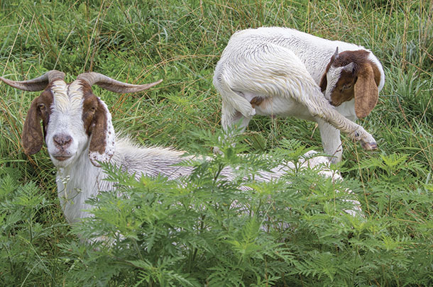 Goats are able to travel farther than cattle
