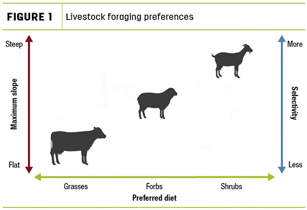 Livestock foraging preferences