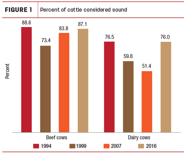 percent of cattle considered sound