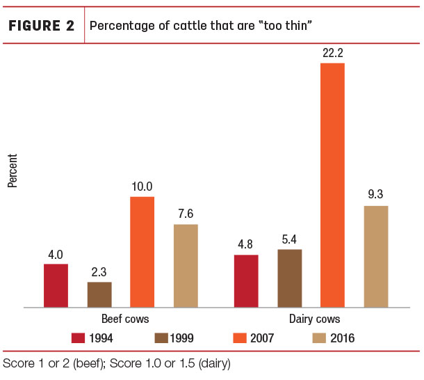 Percentage of cattle considered "too thin"