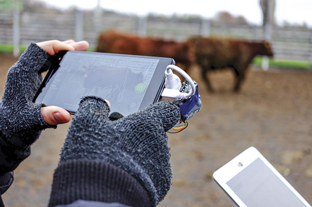 Beefie cattle weight recorder app