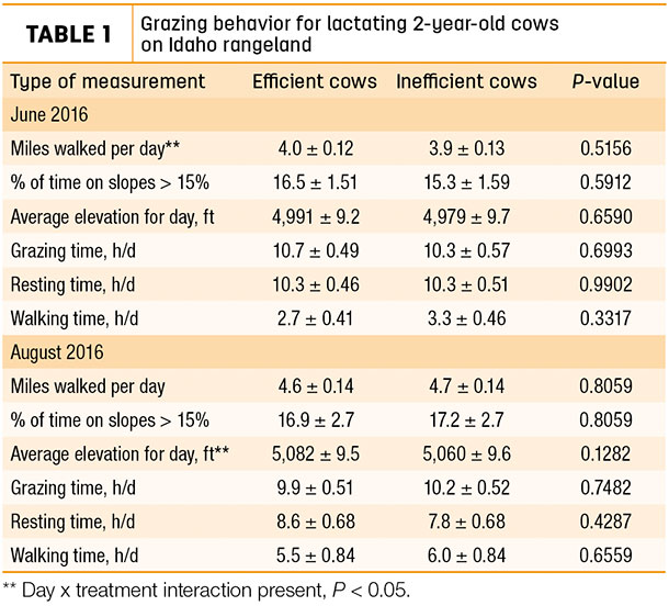 Grazing behavior for lactating 2-year old cows on Idaho rangeland