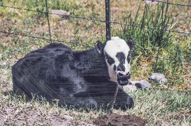 Calf at 3 months old with no ears