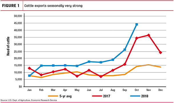 Cattle exports seasonally very strong