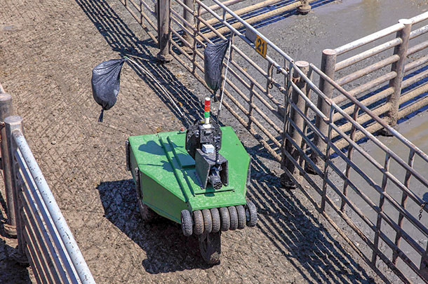 Robot cattle driver can wave flags