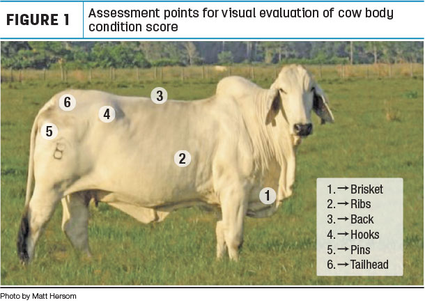 Assessment points for visual evalution of cow body condition score