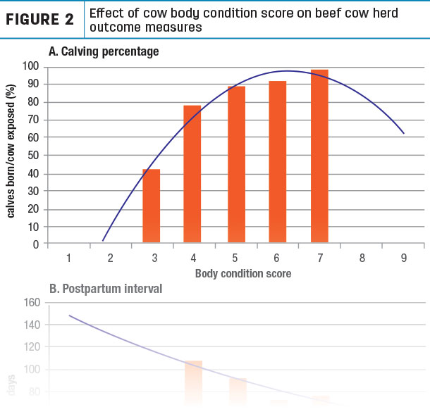 Effet of cow body condition score on beef cow herd outcome measures