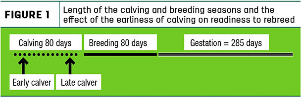 Length of the calving and breeding seasons and the effect of the earliness of calving on readiness to rebreed