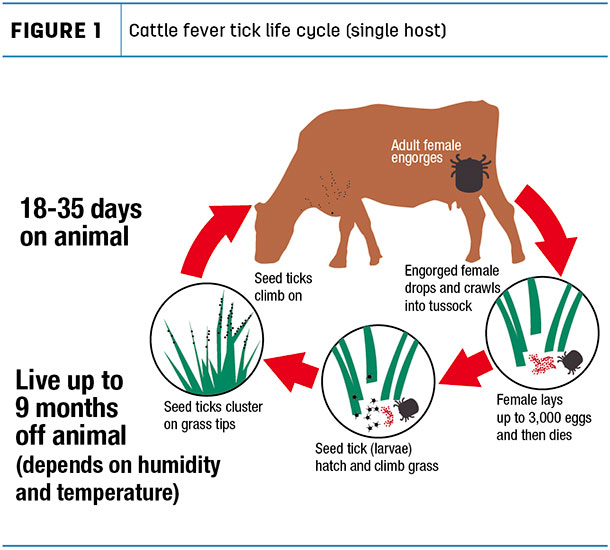 Cattle fever tick life cycle