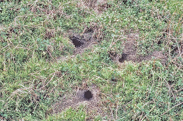 Meadow mouse burrow openings
