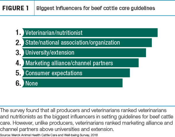Biggest influencers for beef cattle care guidelines