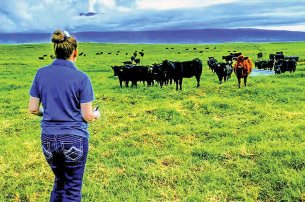 An auditor looks at cattle in a verification program in Hawaii