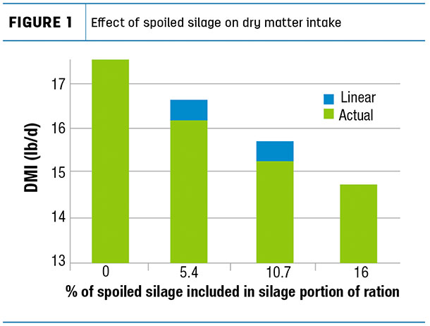Effect of spoiled silage on dry matter intake
