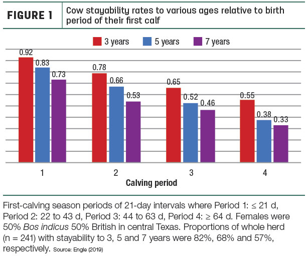 Cow stayability rates to various ages relative to birth period of their first calf