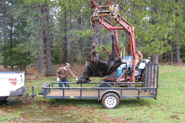 Moving dead carcasses away from livestock is an effective way to keep wolves away from your herd.