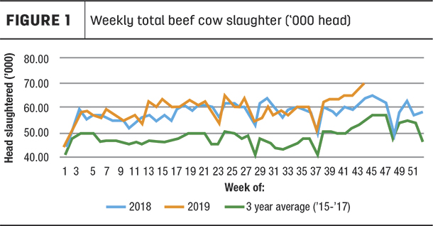 weekly beef cow slaughter