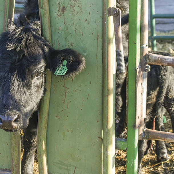 A calving system, pen and headgate should work quietly 