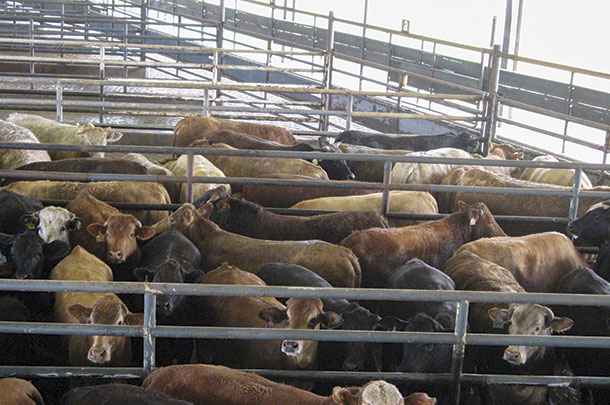 Cattle waiting for transport