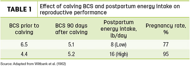 Effect of calving BCS and postpartum energy intake on reproductive performance