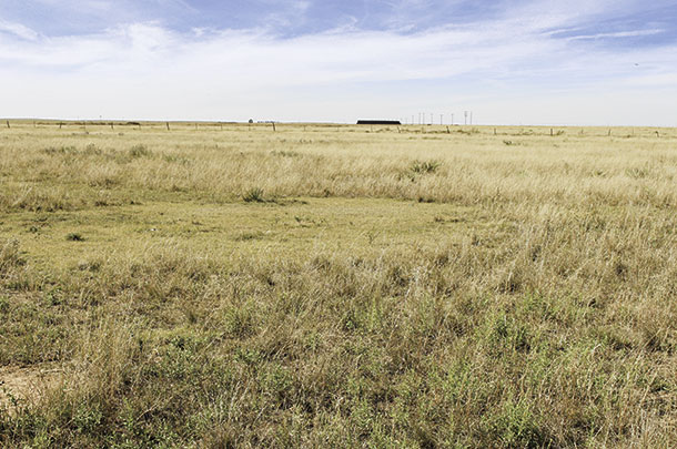 Cattle strongly prefer the blue grama and buffalograss