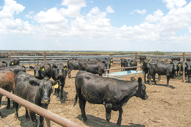Fed cattle