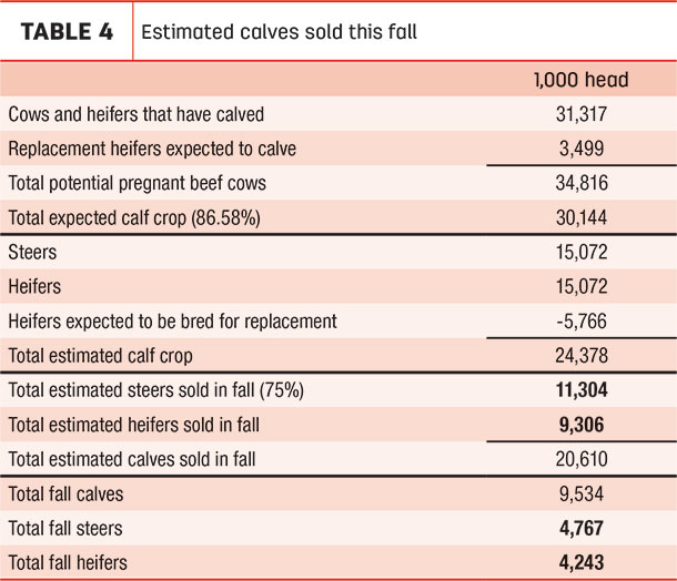 Calves sold in fall