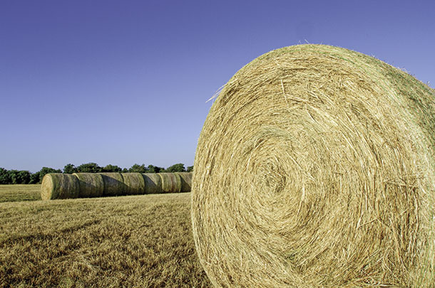 The hay ring
