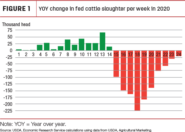 YOY change in fed cattle slaufhter per week in 2020