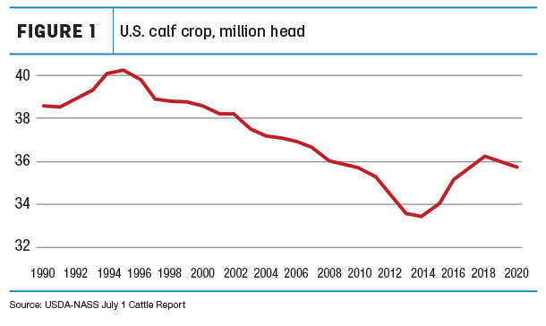 US calf crop