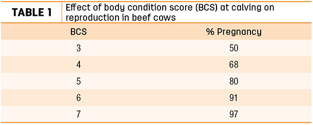 Effect of body condition score