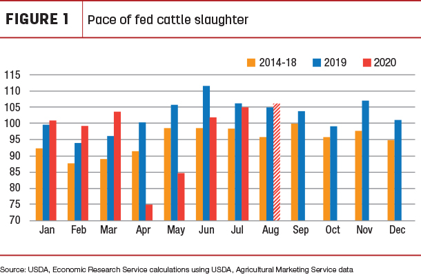 Pace of fed cattle slaughter