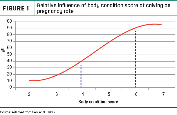 Relative influence of body condition score at calving on pregnancy rate