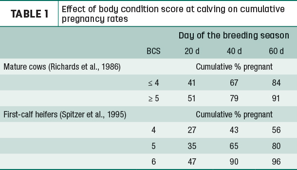 Effect of daoy condition score at calving on cumulative pregnancy rates