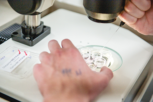 Embryos are evaluted
