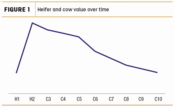 Heifer and cow value over time