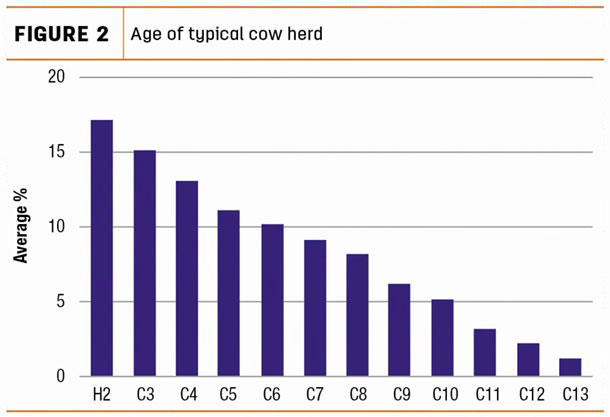 Age of typical cow herd
