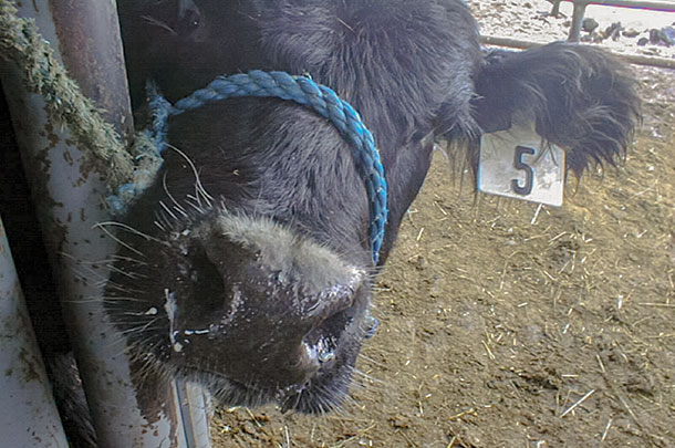 A feedlot calf diagnosed with pneumonia fro Mycoplasma bovis