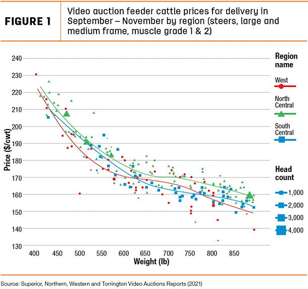 Video auction feedeer cattle prices