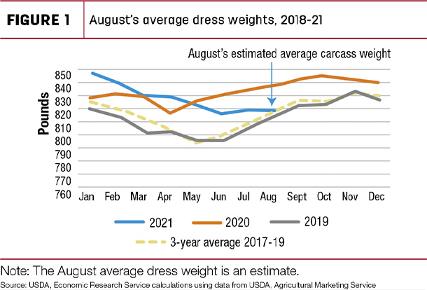 August's overage dress weights